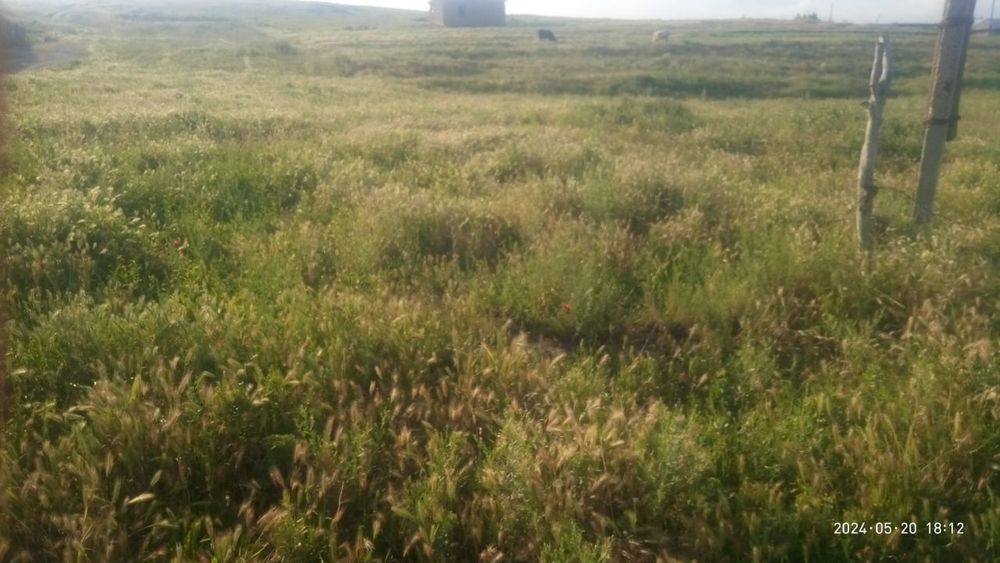 Yes uchaska sotiladi