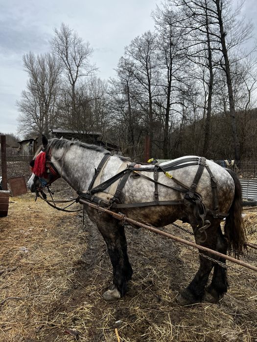 Vand armasar de 5 ani
