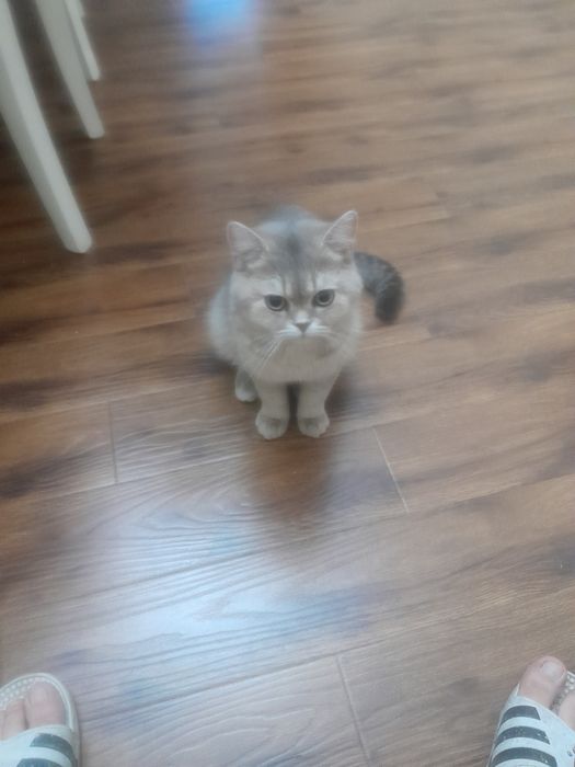 Срочно продаётся кот.Британская шиншила.