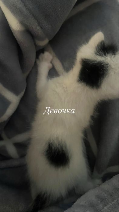 Отдам котят: девочки и мальчики