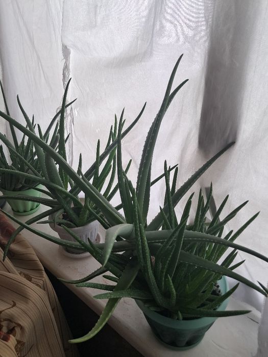 Продам алоэ вера
