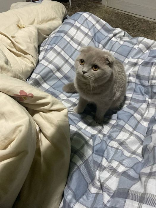 продажа котят шатландской пароды