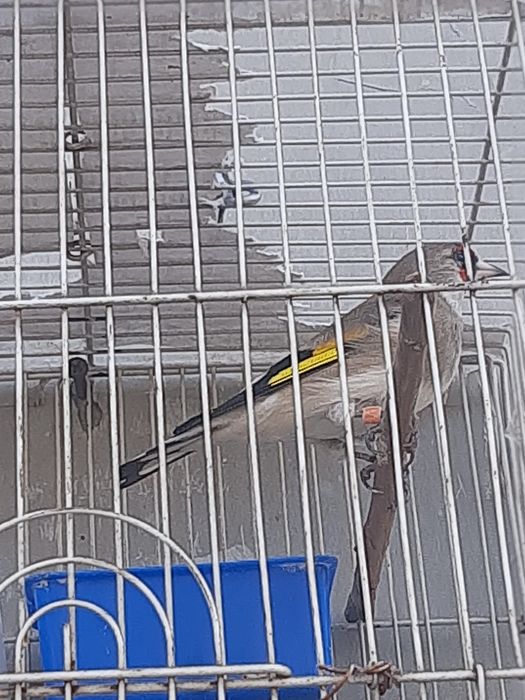 Sava norchi yaxshi va yiri qush