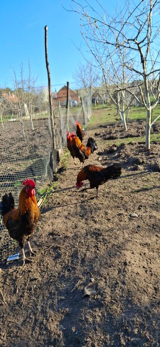 vand ou de incubat si consum