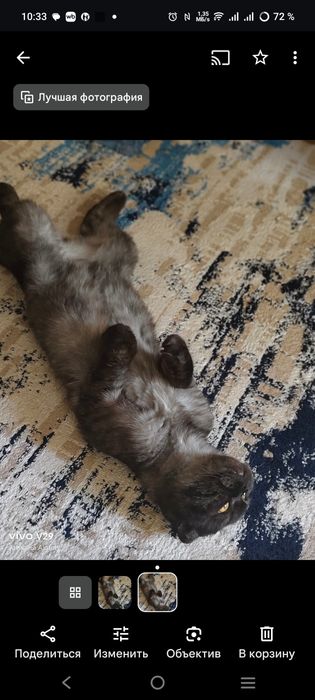 Отдам шотландскую вимлоухую