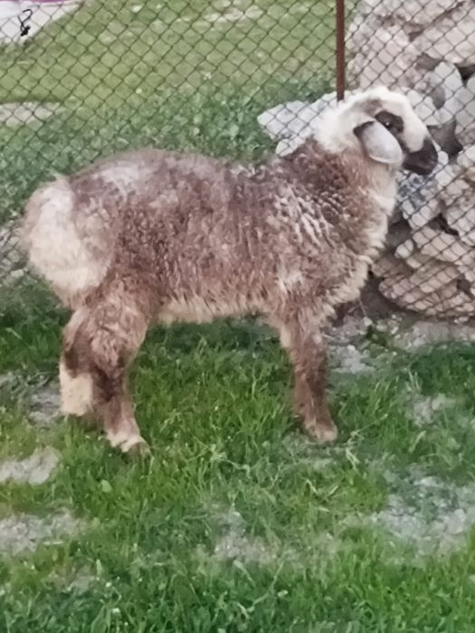 Қой бар қозысы мен