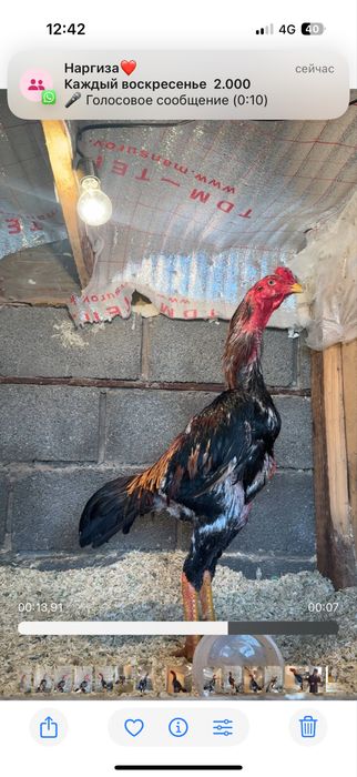 Майски шамо микс