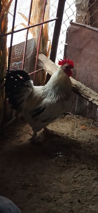 Sotiladi tetik kotta xo'roz 4 yoki 5 kg atrofida