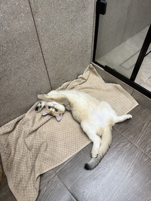 Золотая шиншила, шкоттиш стрейт
