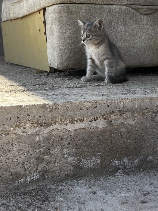 Отдам 3 котята ……….