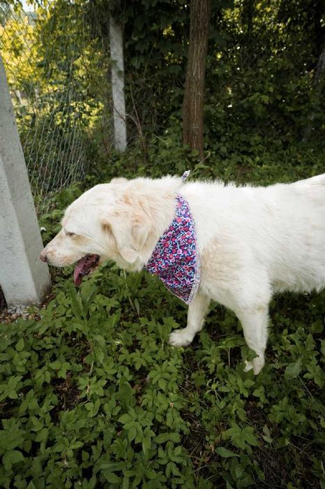 Cățelușă Retriever mix,7 ani, sterilizată, pentru adopție responsabilă