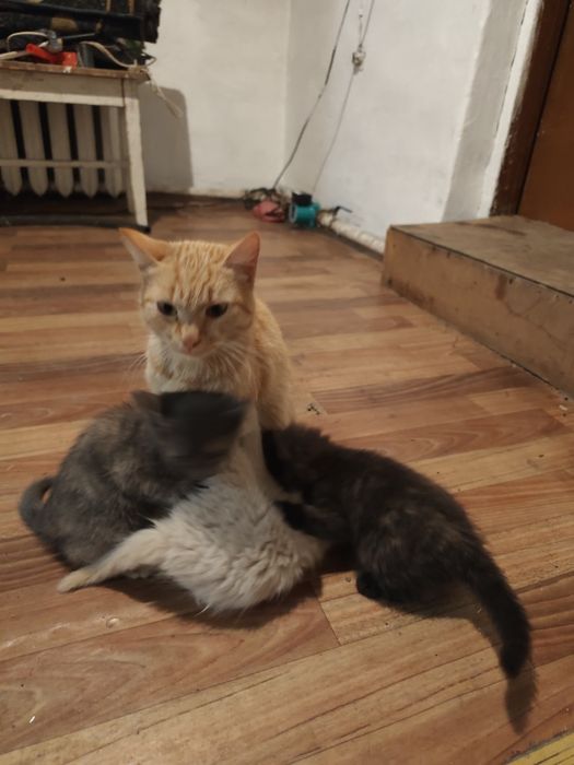 Отдат котят бесплатно
