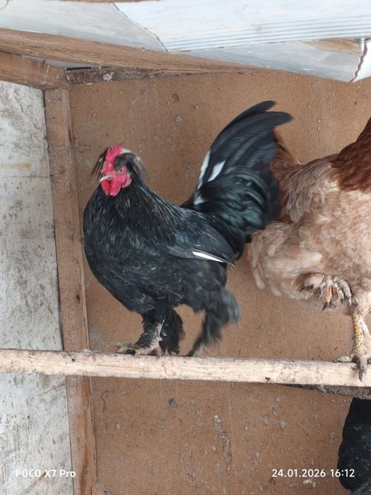 Йапон кораз сатылады