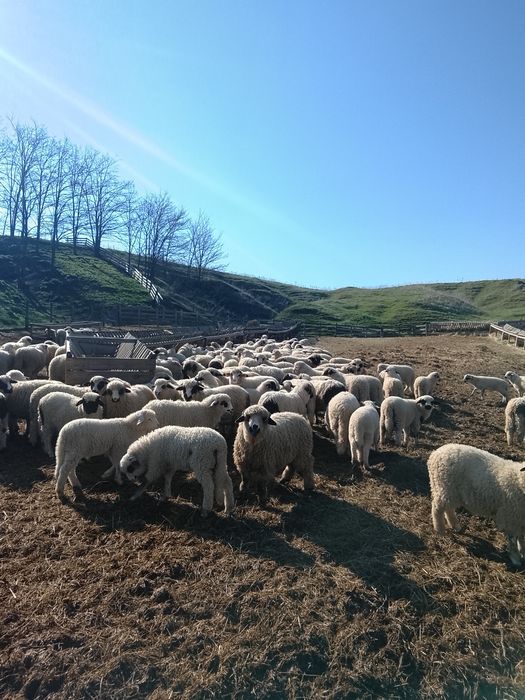 Vând 130 miei brezi