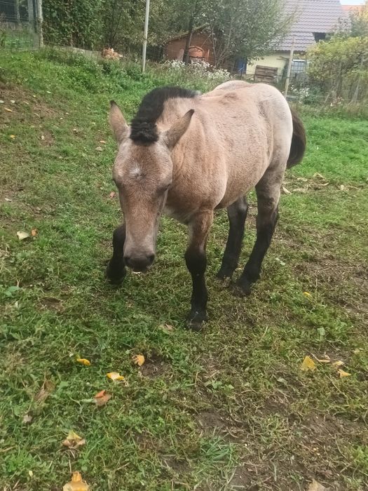 Mînza de 6 luni din parinti buni