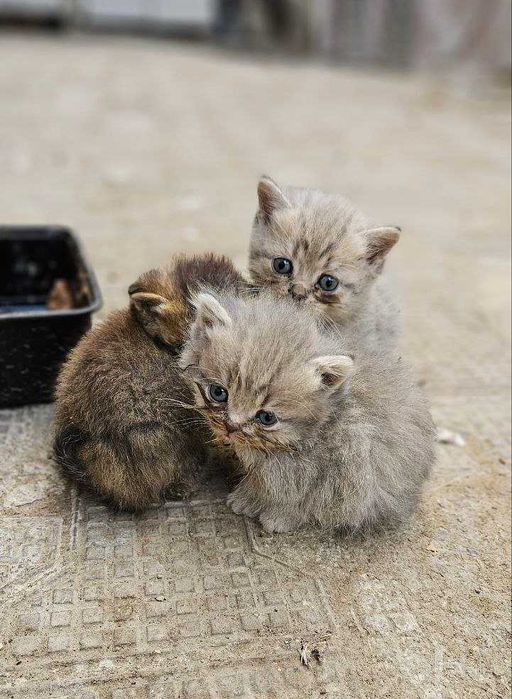 Кошки шотландские, Семья шотландских кошек 1 мать и 5 котята