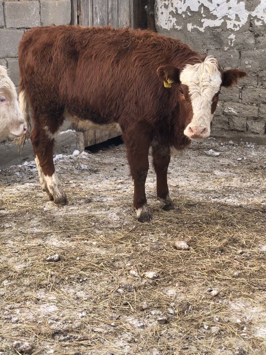 30 бас ұрғашы торпақтар сатылады