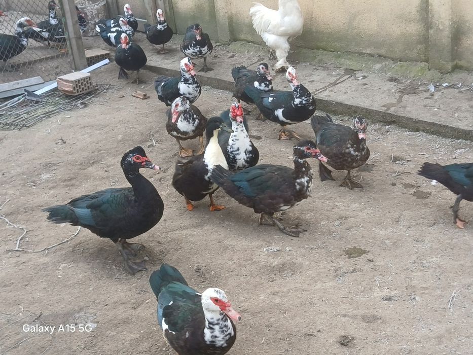 Vând Rațe leșești