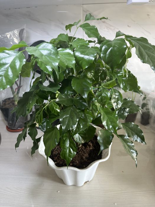 Комнатные растения