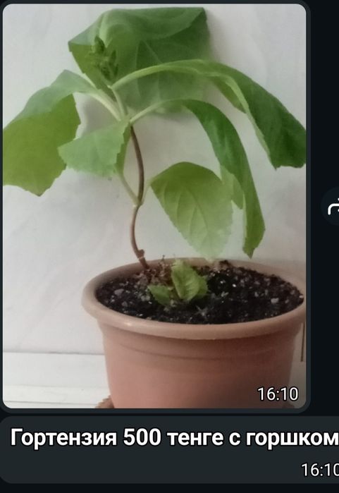 Комнатные цветы.