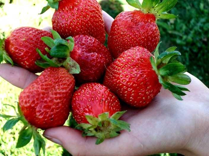 Продам рассаду клубники Лорд.