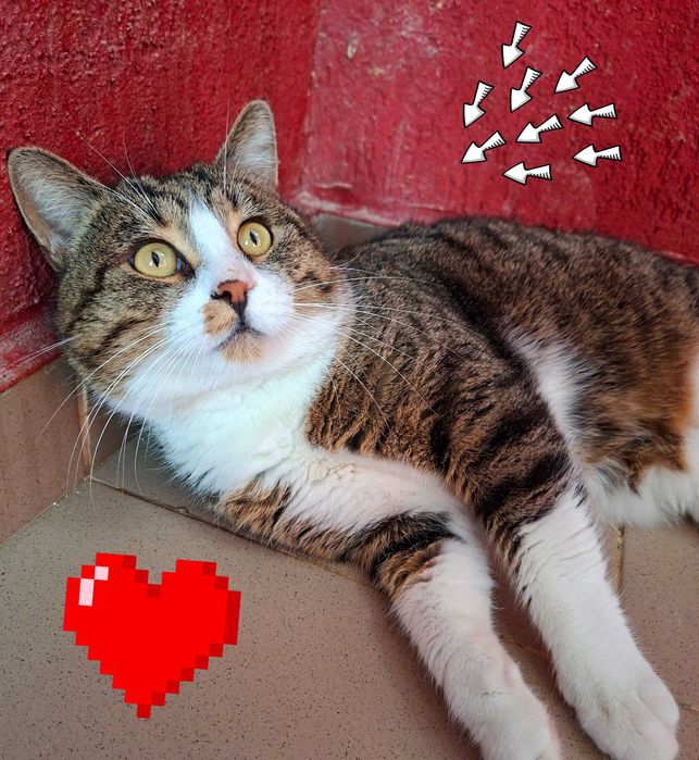 Adoptie motan tigrat castrat Nicholas