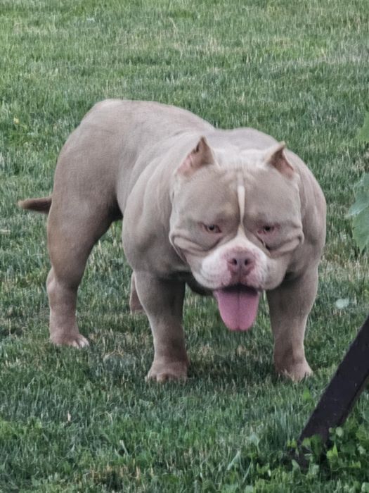 Американско були Покет