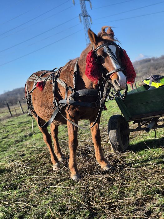 Vând sau schimb o iapa si o cârlană