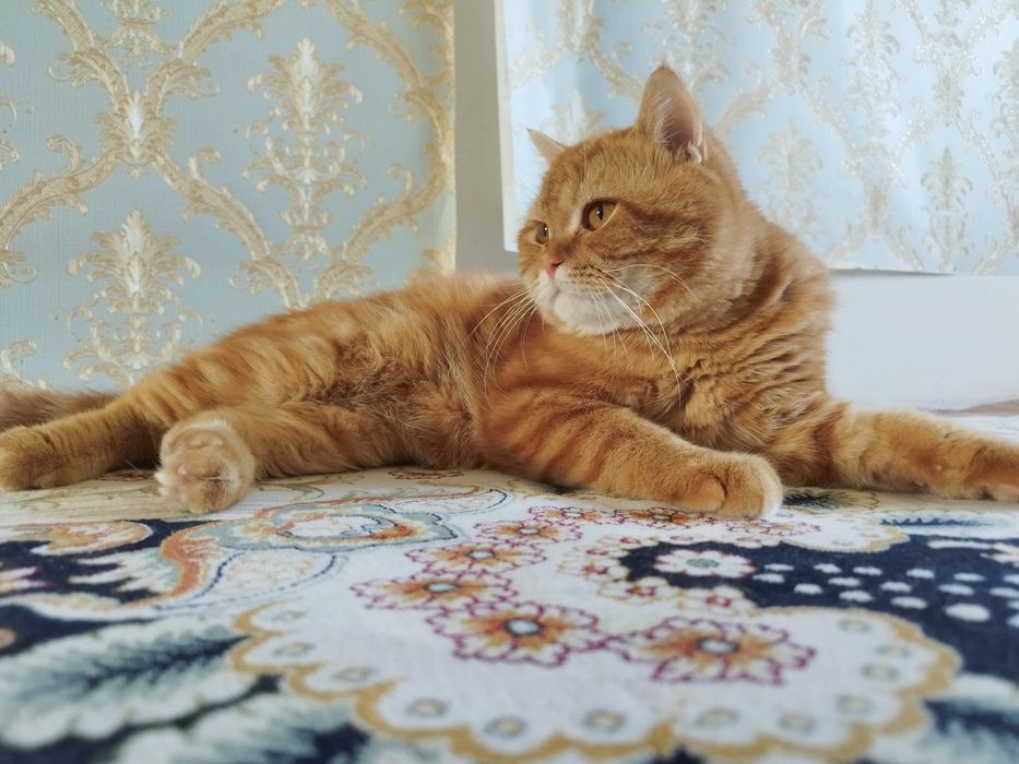 Скотиш страйк породистый