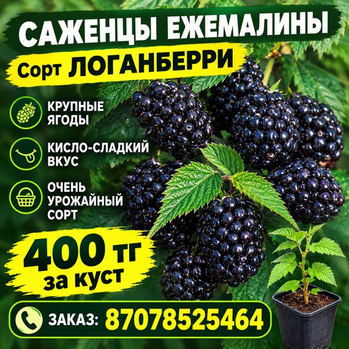 Саженцы ежемалины