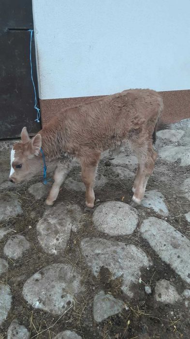 Vând vițel bălțat