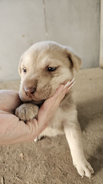 Щенки мать помесь канекорса с лабрадором