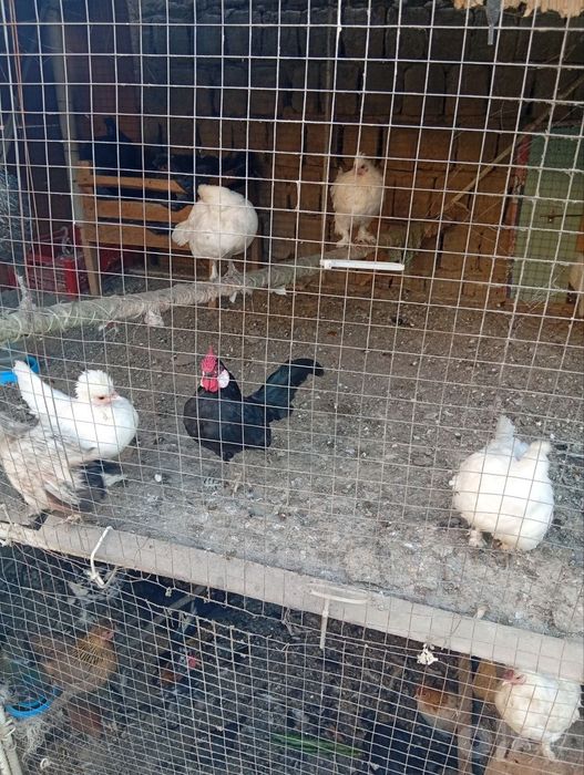 Srochna sotiladi yaponxuroz va tavuglar