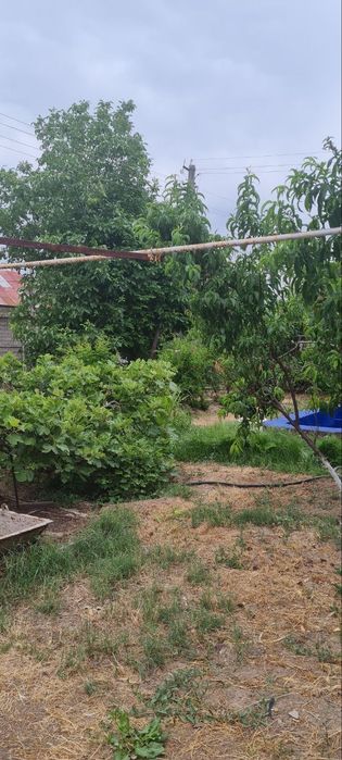 Parkent tumanida 6 sotixli dachа uy nilufarda нилуфар