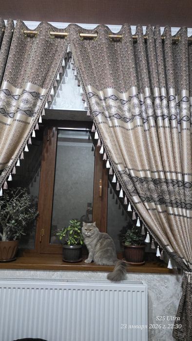 Продаётся Хейланд фолд британский  кошка