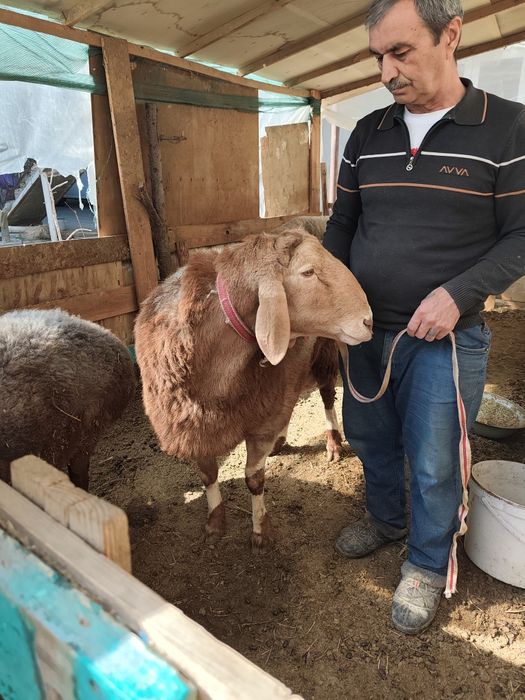 Zotdor Qo'chqor sotiladi.