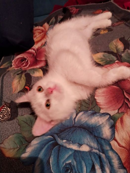 Девочка 2,5 месяцев