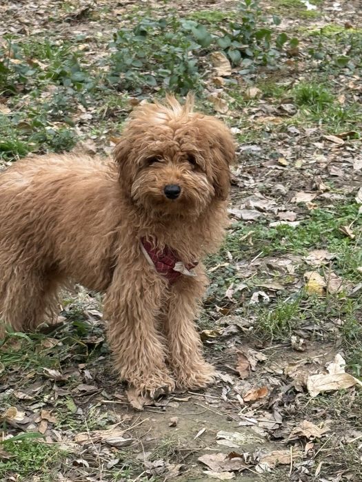 Пародия Пудель  ...