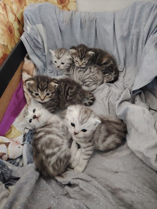 Ласковые котята ищут дом!
