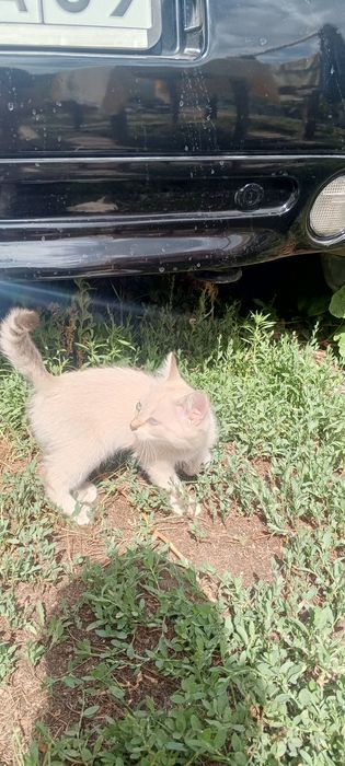 Отдам котят в хорошие руки.