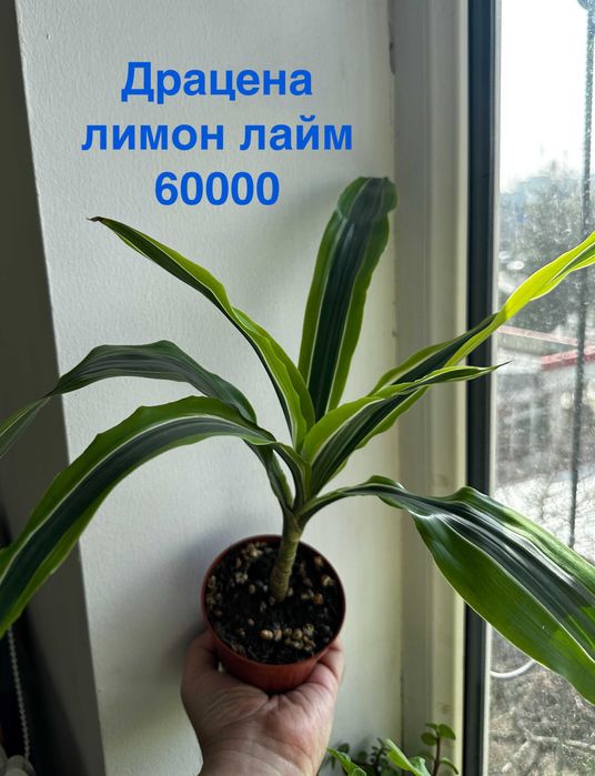 Антуриум фиолетовый, Фикус, Драцена, Замиокулькас, Спатифиллум беллини