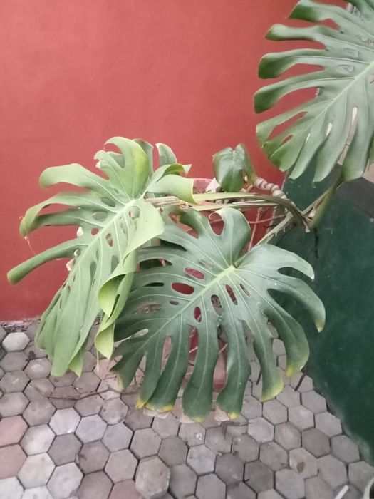 Vând leandrii și alte flori