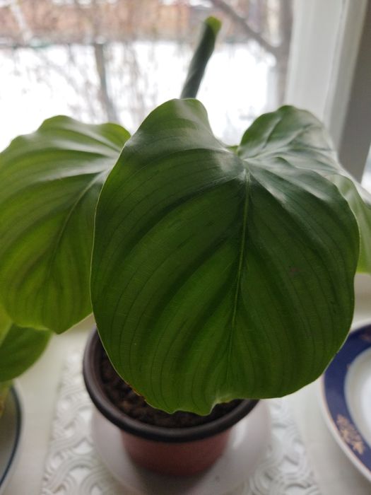 Комнатные цветы продам