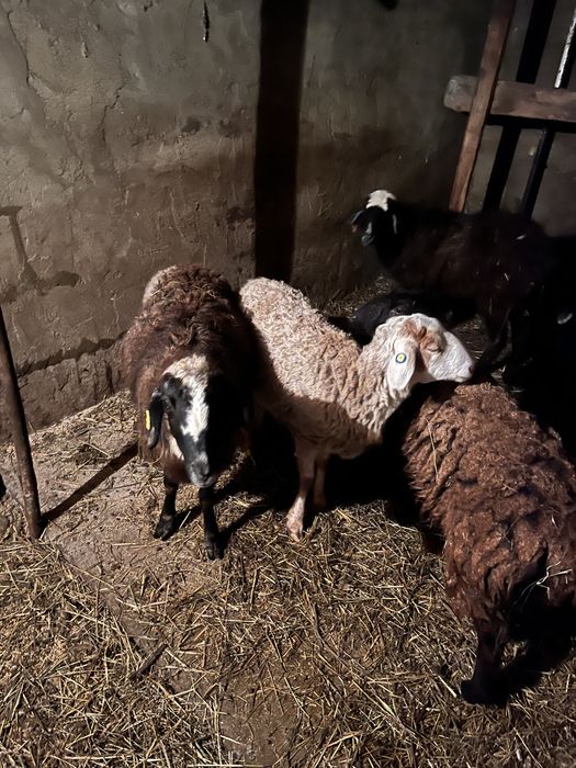 Продам баранов токты