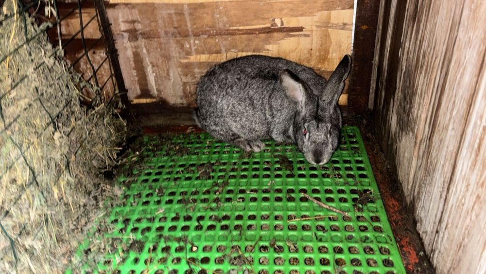 Iepuroaica metis hicole și uriaș belgian