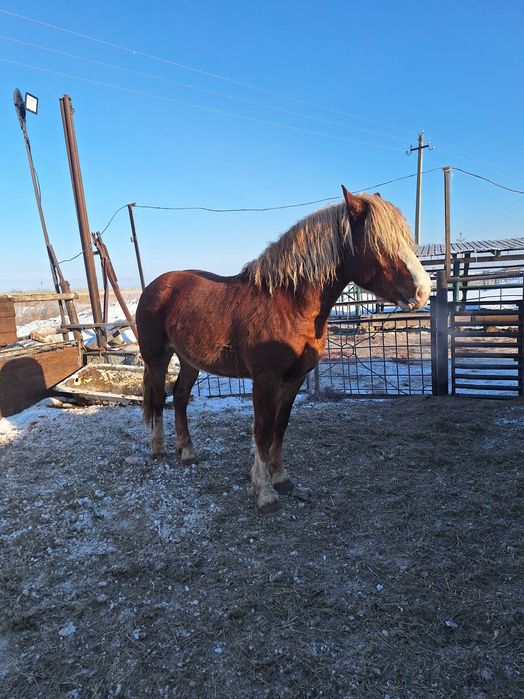 Продам жеребца .