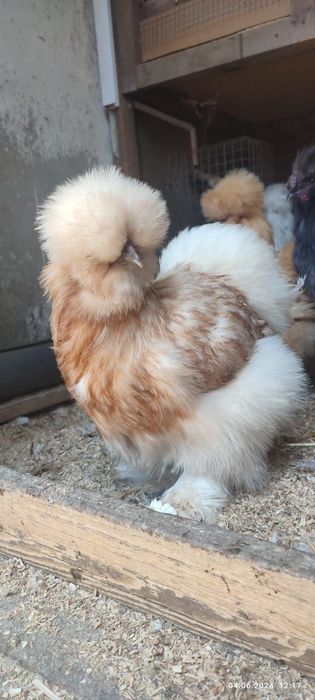 Тескари куен парт жужа тухумларига заказ оламиз