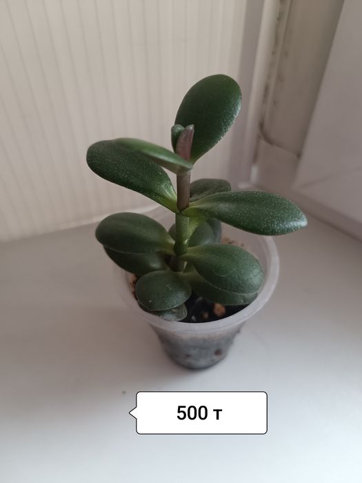 Продаю обои ширина 1.06