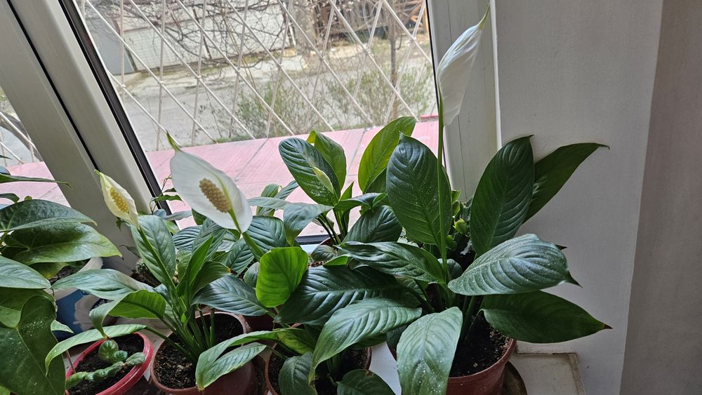 Цветок женское счастьяе