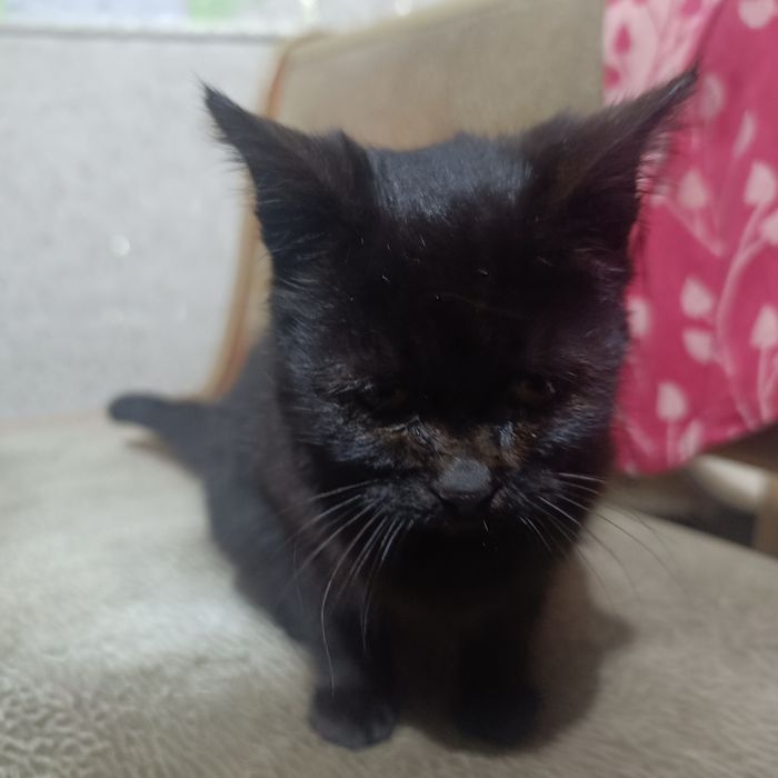 Отдам бесплатно Котенка